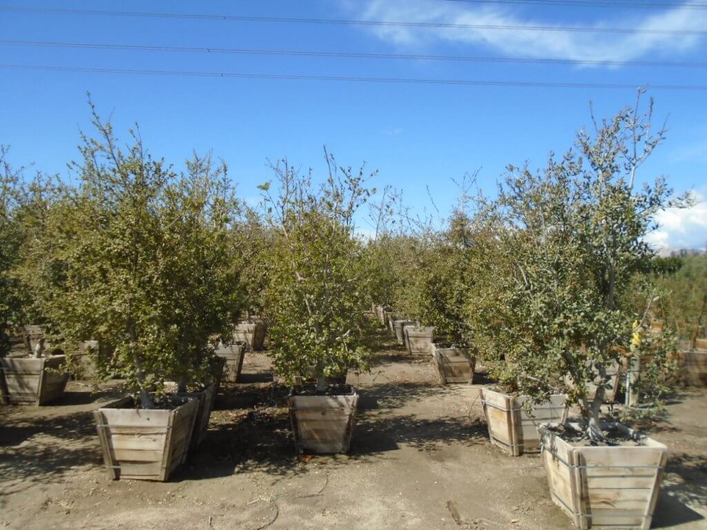 Los Angeles Park Forests - Los Angeles Parks Foundation