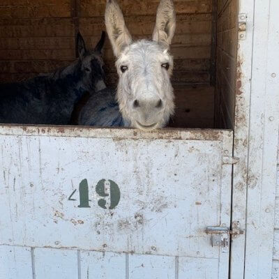 LA Equestrian Center Shelters Large Animals During Fires